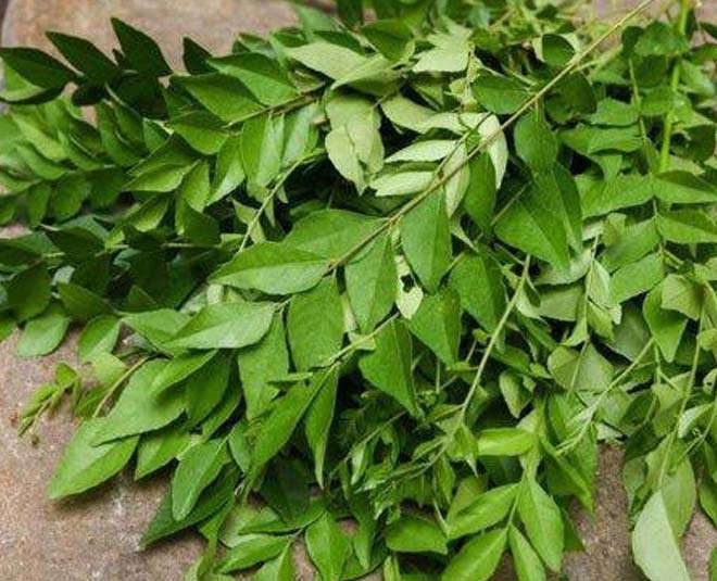 Curry Leaves For Diabetes